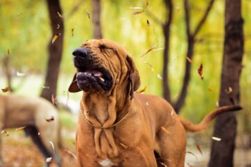 Why Is My Dog Sneezing?