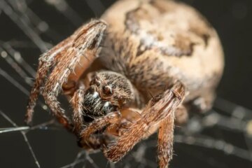 40 Spiders in Tennessee with Pictures and Identification