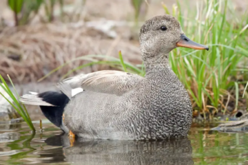 27 Ducks of Michigan with Pictures and Identification