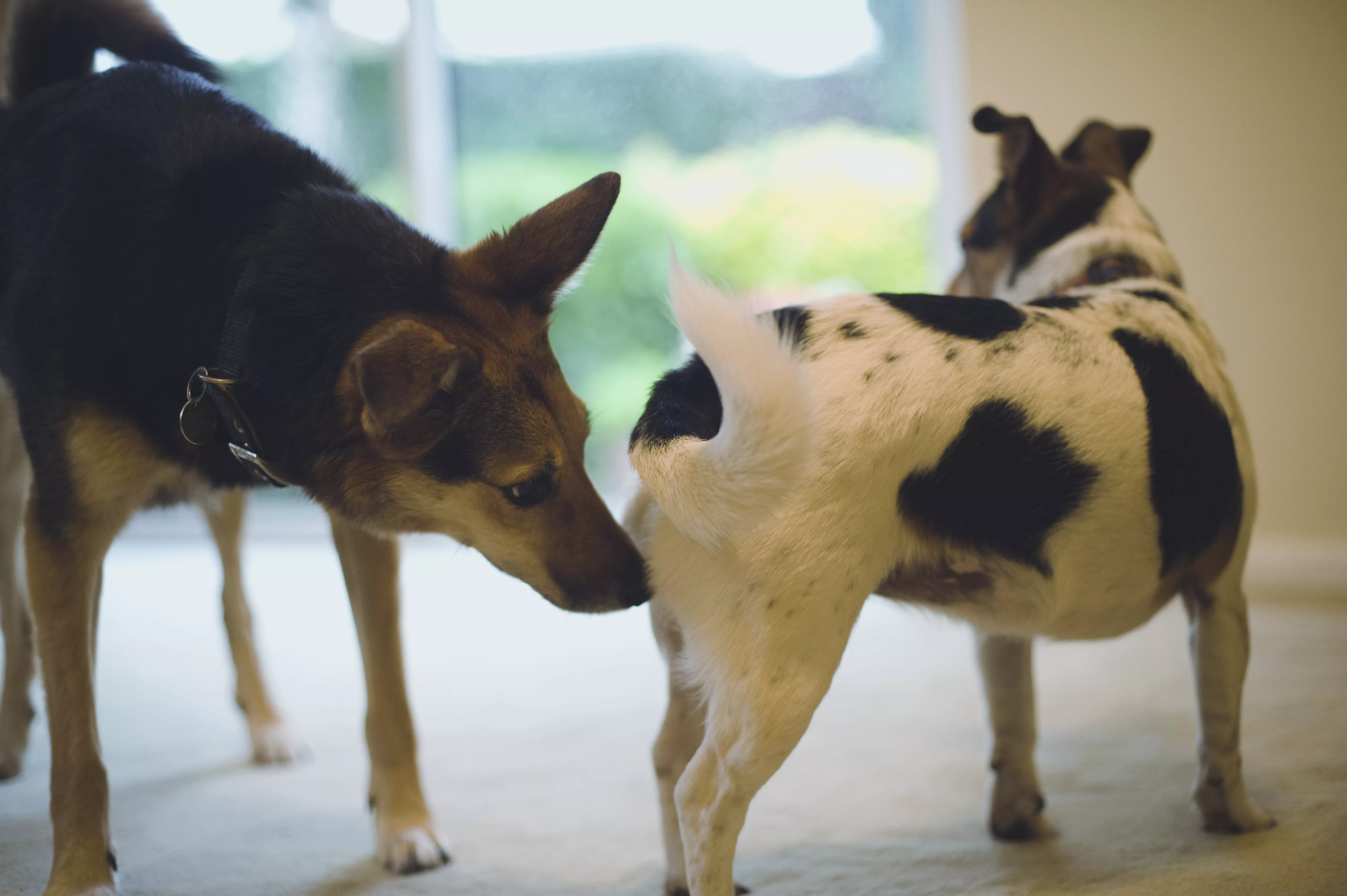 dog sniffing butt of other dog
