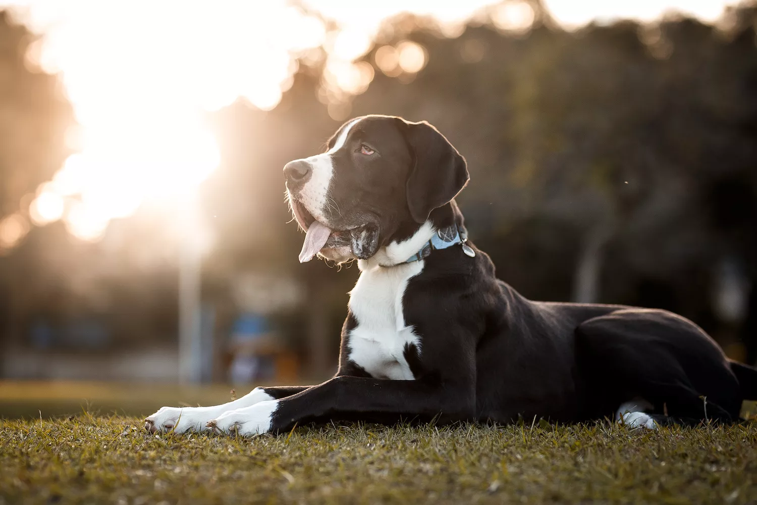 great dane hanging out