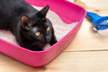 Blood in Your Cat’s Urine