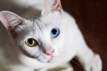 Khao Manee: Discover the Charming Diamond-Eyed Cat Breed