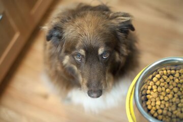 Grain-Free Dog Food and Heart Disease