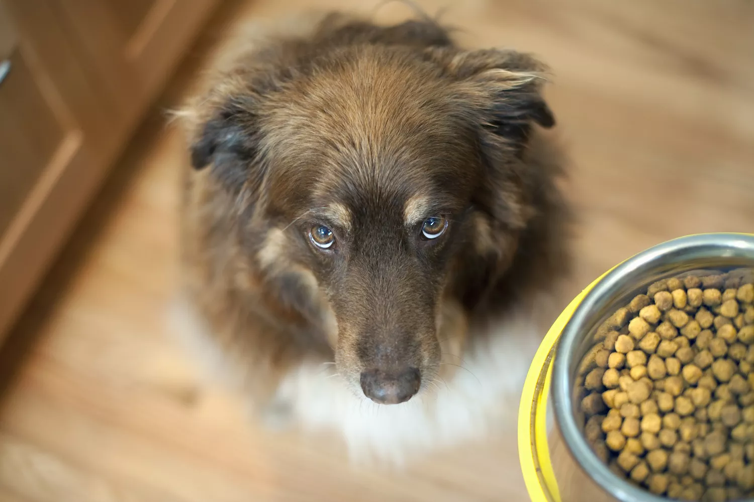 dog looking up at food bowl