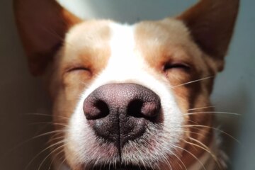 Why Do Dogs Have Whiskers?