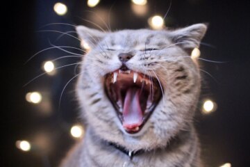 Gingivitis in Cats