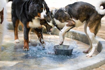 Is It Safe for Dogs To Drink Out of Shared Water Bowls?