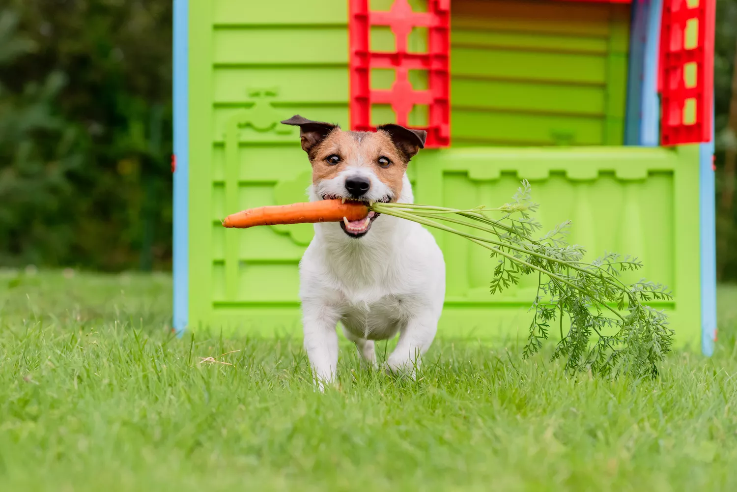 puppy eating carrot