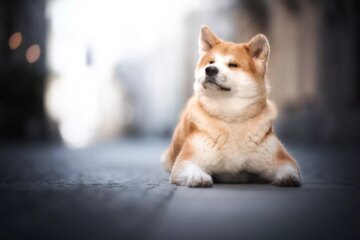 17 Fox-Looking Dog Breeds You’ll Love to Admire
