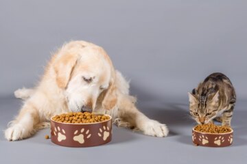 Can Dogs Eat Cat Food?