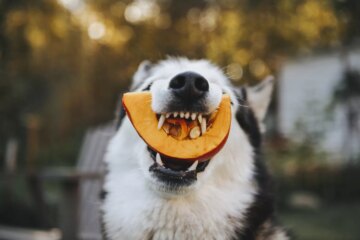 Can Dogs Eat Pumpkin?