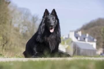 25 Popular Black Dog Breeds