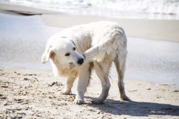 Why Do Dogs Chase Their Tails?