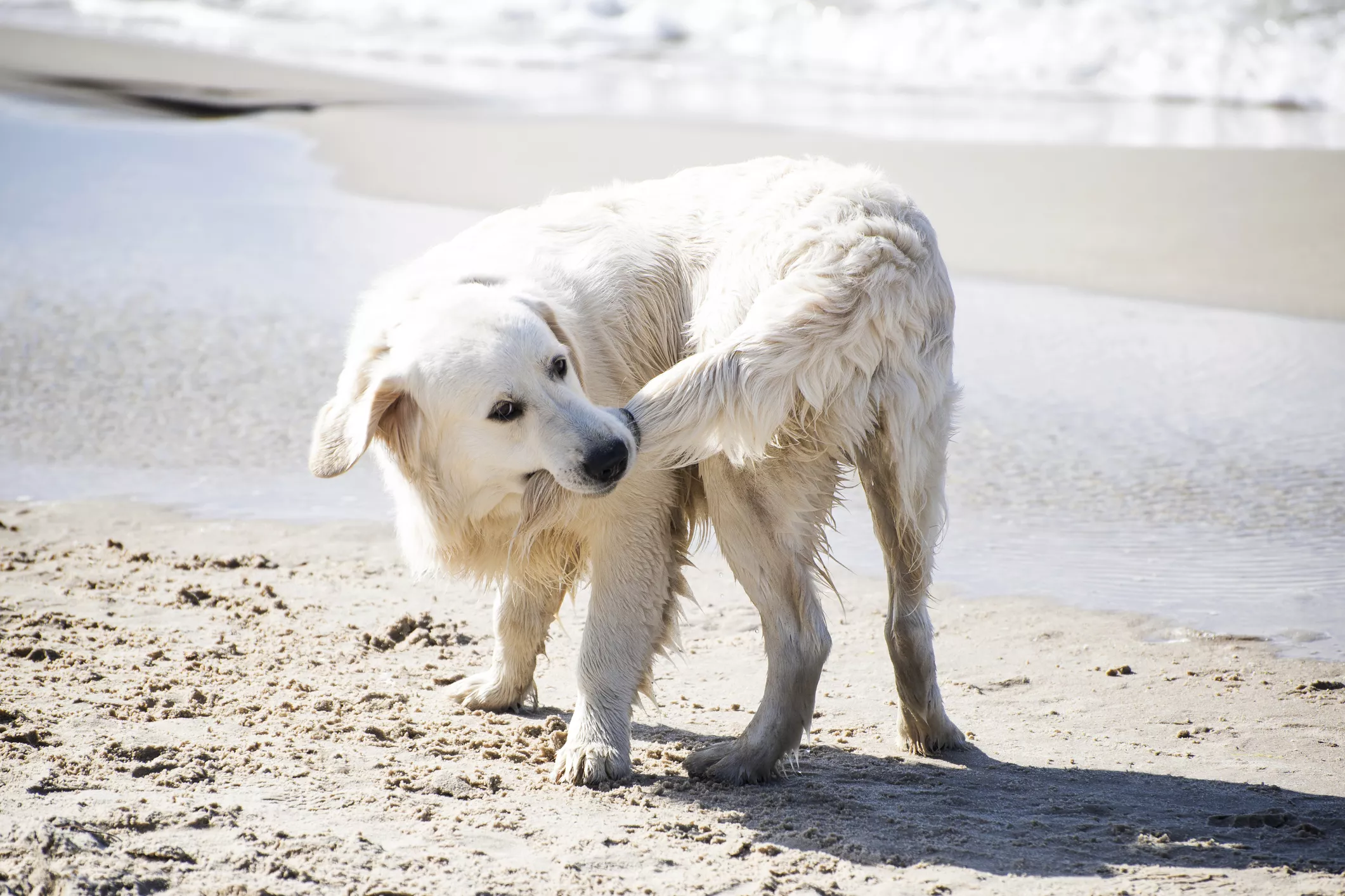A white dog chasing its tail