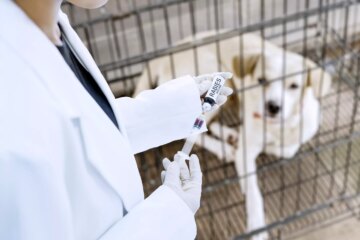 1-Year vs 3-Year Rabies Vaccine: How Long Do Pet Rabies Shots Last?