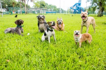 How to Keep Your Dog Healthy and Safe at Your City’s Dog Park