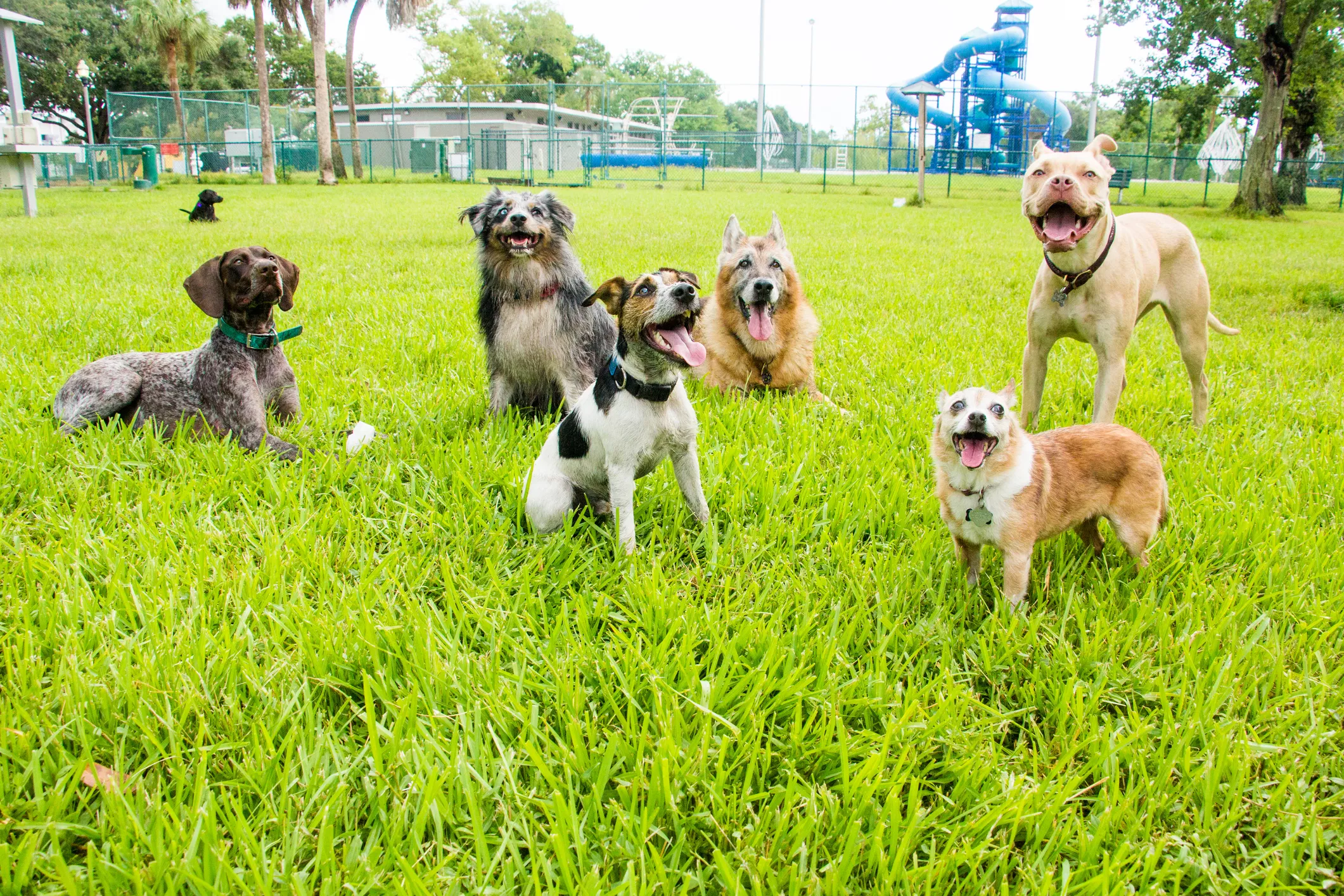 Dogs at a dog park