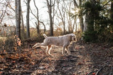 Why Do Dogs Kick After They Poop?