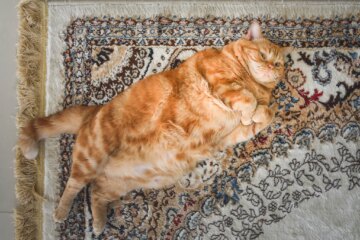 8 Ways To Help Your Cat Lose Weight