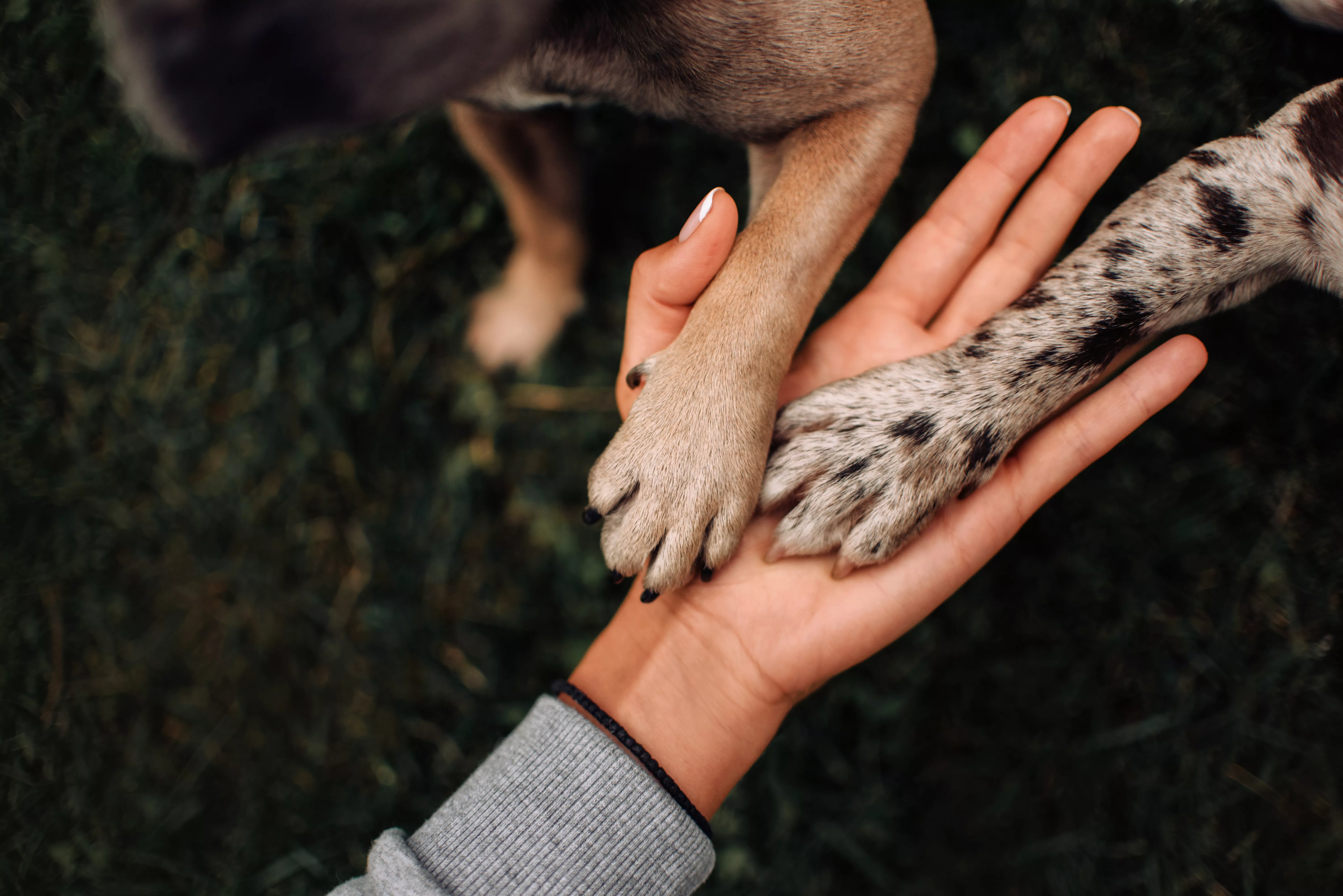 paws on human hand