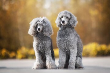 16 Big Dogs That Don’t Shed Much and Keep Your Home Hair-Free