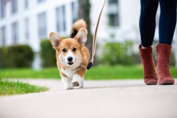 How Long Should You Walk Your Dog?