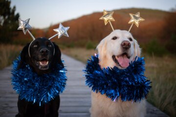 The Top 8 New Year’s Resolutions For Your Pet