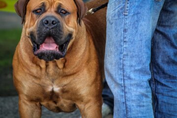 10 of the Biggest Dog Breeds That Are Strong Yet Gentle
