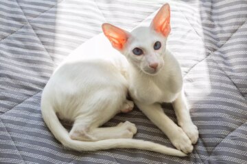 The Svelte Oriental Shorthair: Breed Traits, Care Tips & More