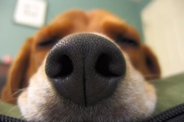 Amazing Facts About a Dog’s Sense of Smell