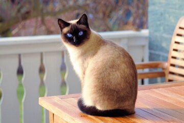 Megaesophagus in Cats