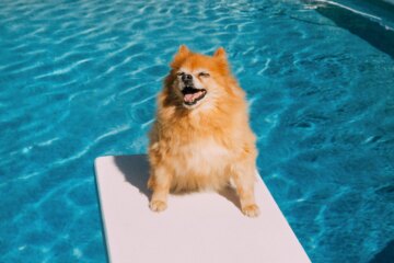 Heat Exhaustion in Dogs