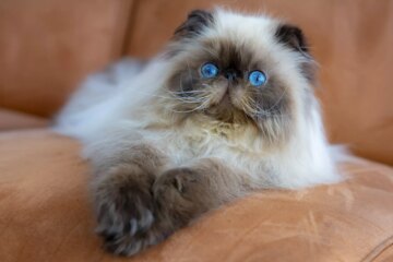 Calmest Cat Breeds for Laid-Back People: Discover the Top 9
