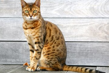 The Ultimate Guide to Bengal Cats: Profiles, Traits, and Care Tips