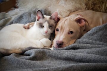 Fact or Fiction: Can Pets Get Seasonal Depression?