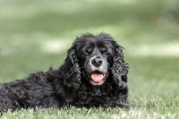 Everything You Need to Know About Pet Hospice Care