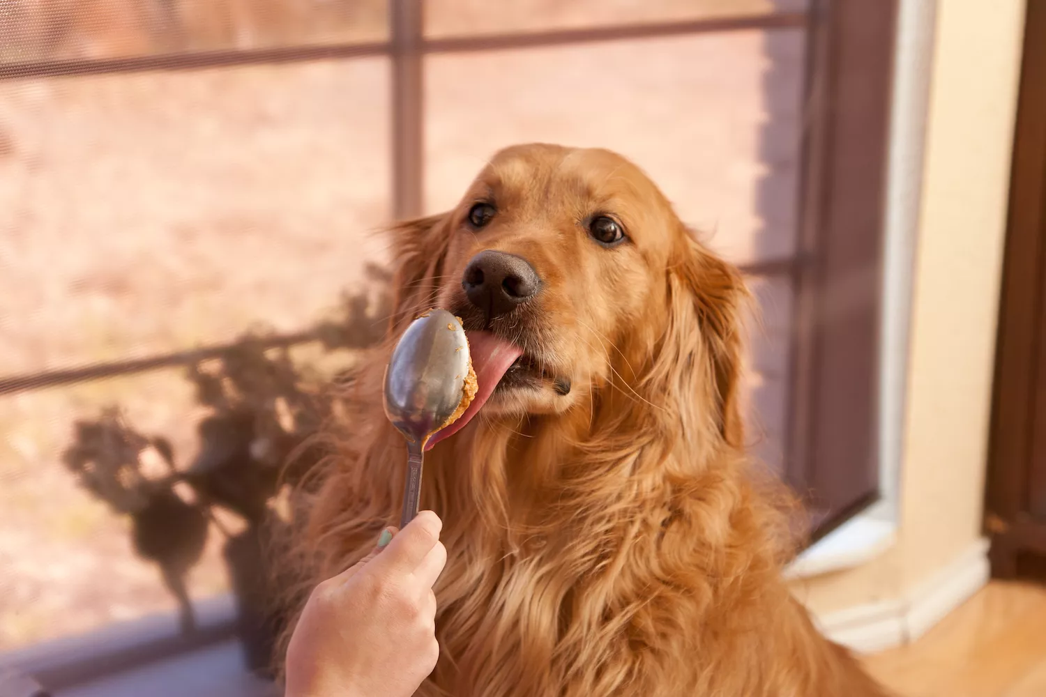 dog eating peanut butter
