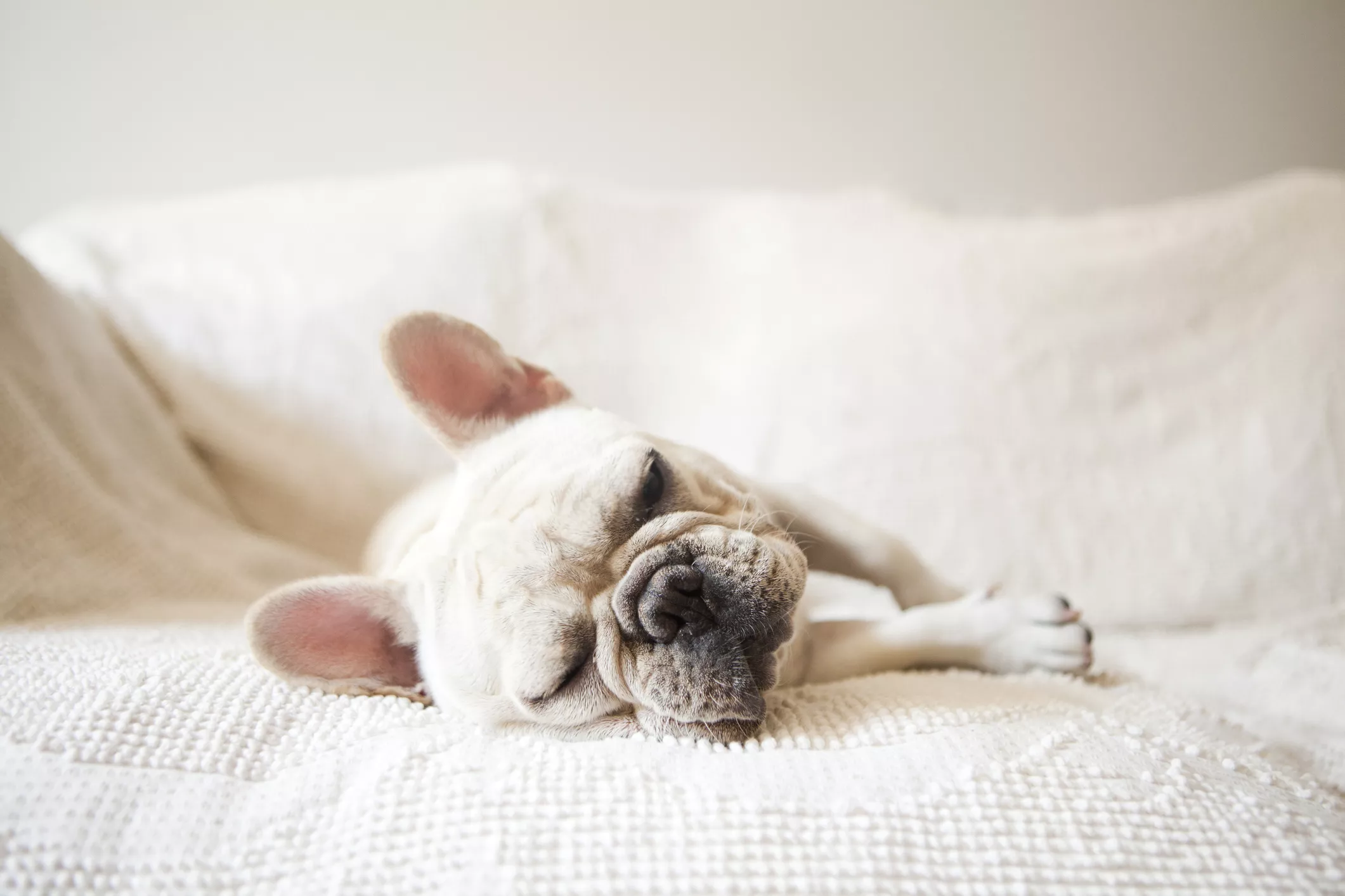 French dog sleeping on sofa