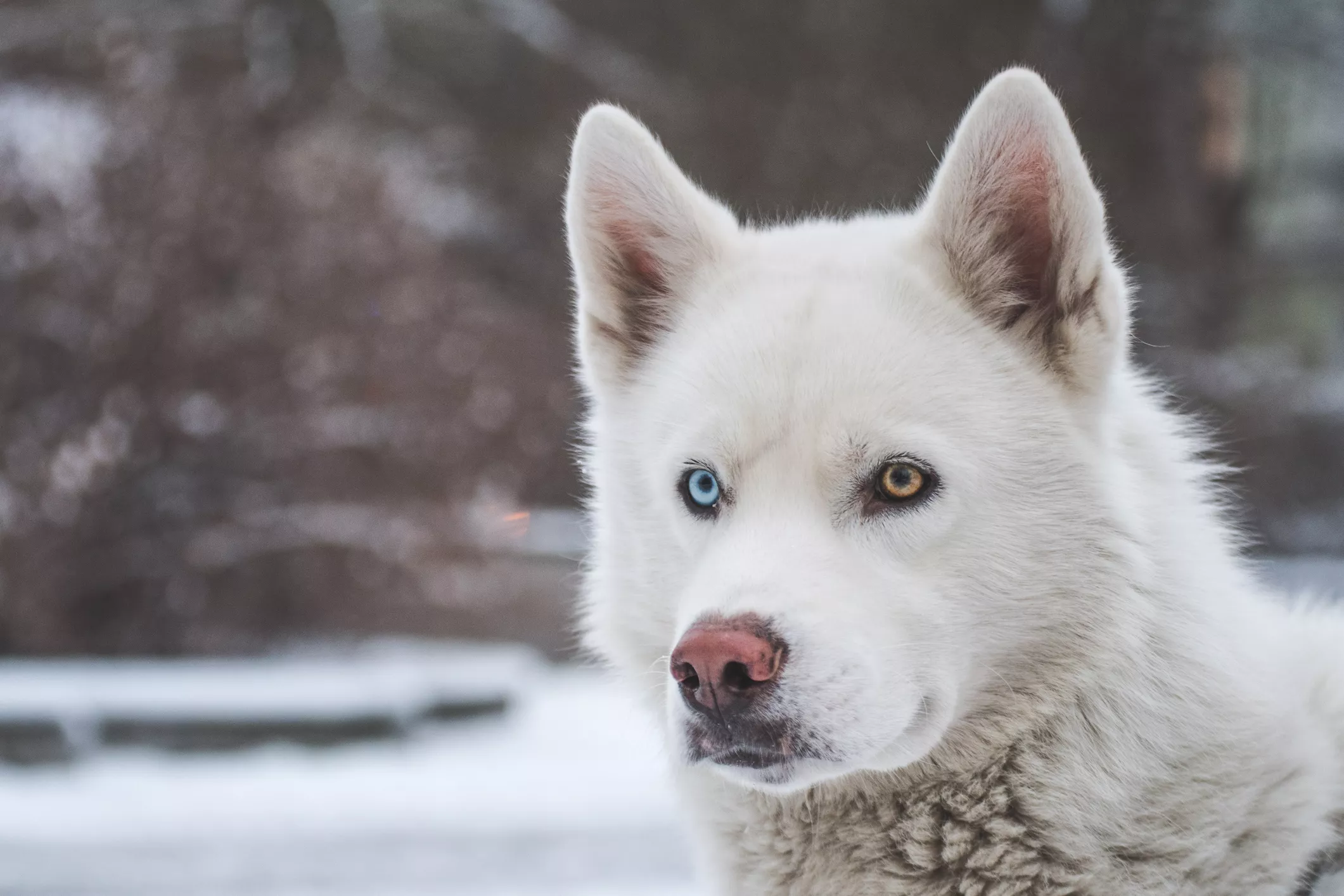 Close up of a Siberian Husky.
