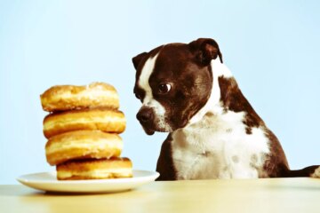 Can Dogs Eat Sugar?