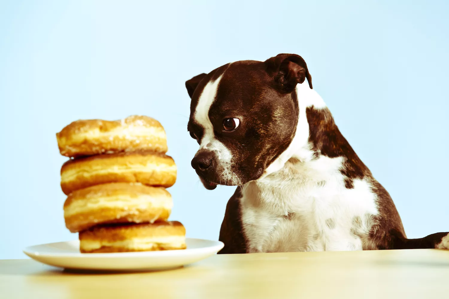 dog looking at donuts