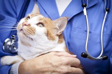 Kidney Disease in Cats: Causes, Symptoms, and Treatment