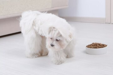 Why Is My Dog Not Eating?