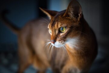 Renal Amyloidosis in Cats
