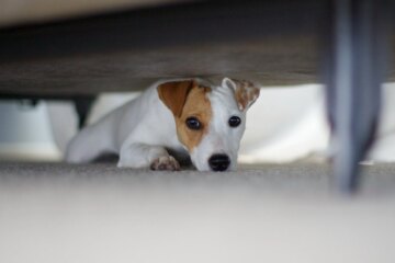 Ten Common Dog Fears and Phobias