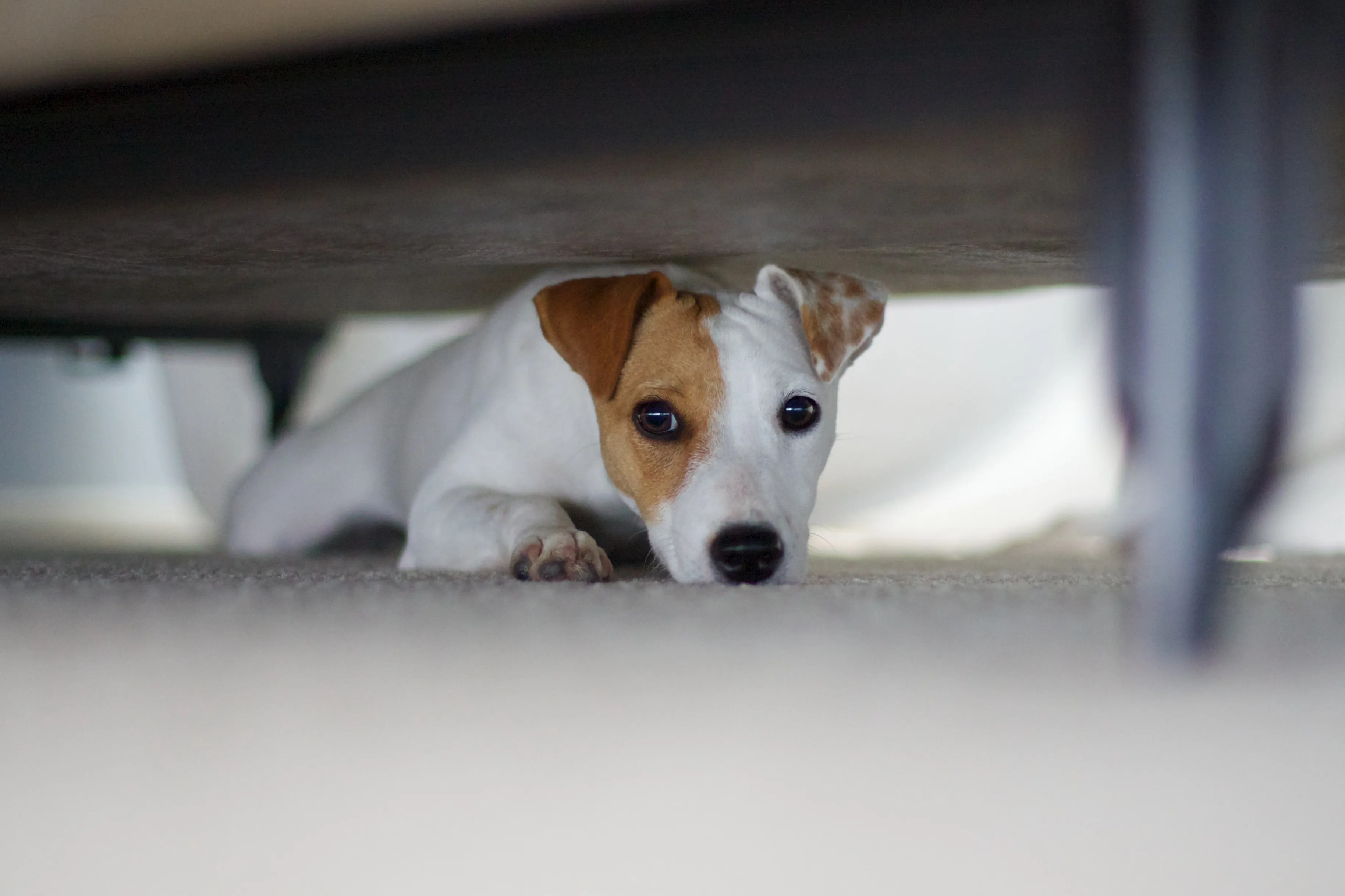 Scared dog hiding under bed