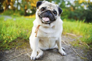Keep Your Dog Healthy