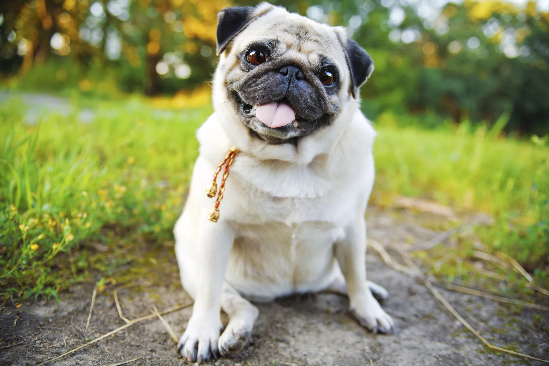 Happy pug