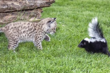 How to Safely Remove Skunk Spray from Your Cat